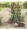 Earthquake 25cc Mini Cultivator 2-Cycle, 0.7 HP, Model# 22255