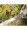 Oregon 40 Volt MAX Cordless Pole Saw 2.4 Ah Battery Output, Model# PS250-E6