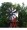 Outdoor Water Solutions Wooden Garden Windmill 10ft.H, Model# BYW0136