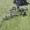 Strongway Inline Acreage Rake 55in.W, 6 Tine Reels